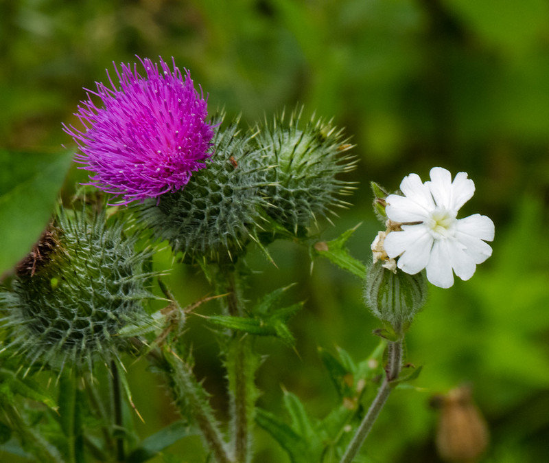 Thistle and white campion flowers