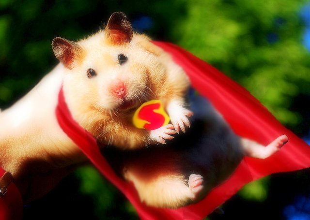 The Amazing Flying Hamster ~ Migotka | Picture and Title by … | Flickr