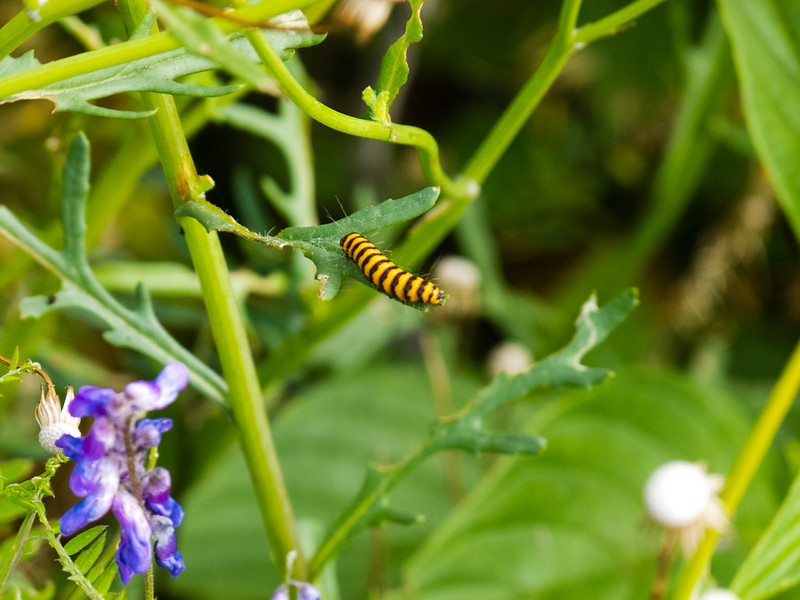 Cinnabar moth caterpillar
