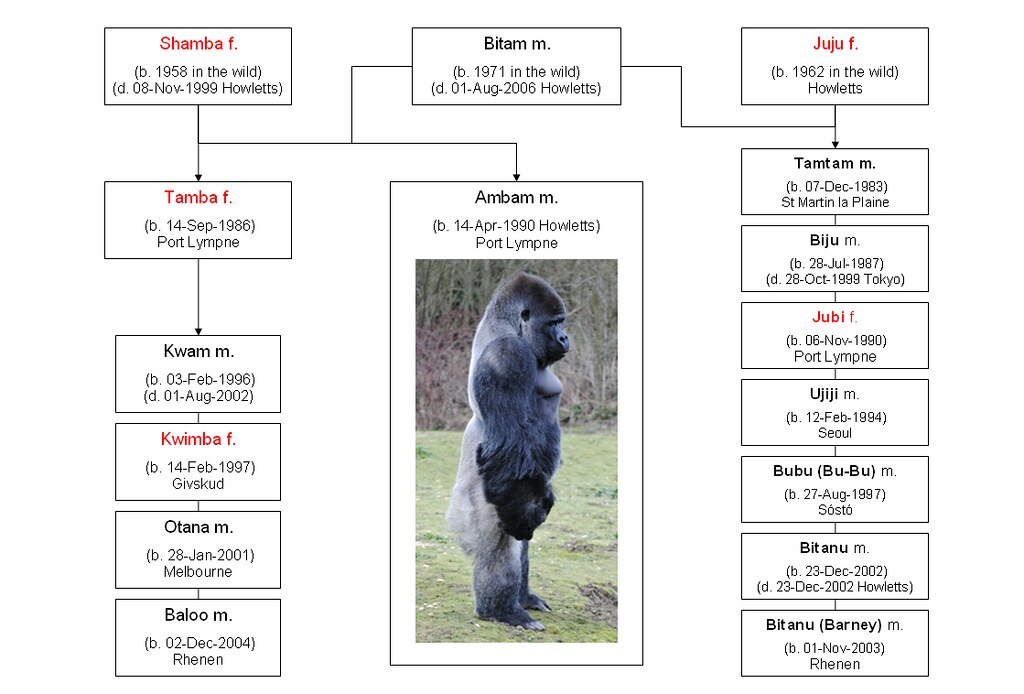 Gorilla: Ambam | This chart shows famous silverback Ambam, h… | Flickr