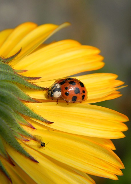 ladybird on flower