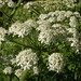 Flickr photo 'Cow parsnip inflorescence' by: Tony Frates.