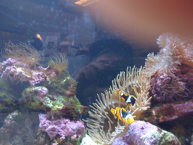aquarium at Soquel Dental Office