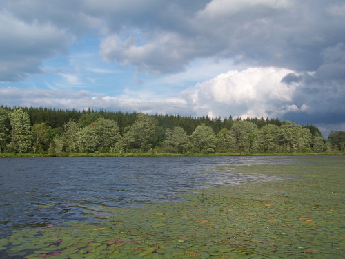 forest pond long state timber along longpond planation andyarthur