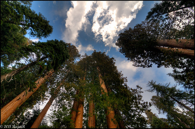 Looking up the Sequoias