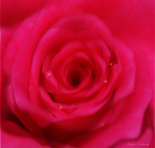A Dreamy Rose......