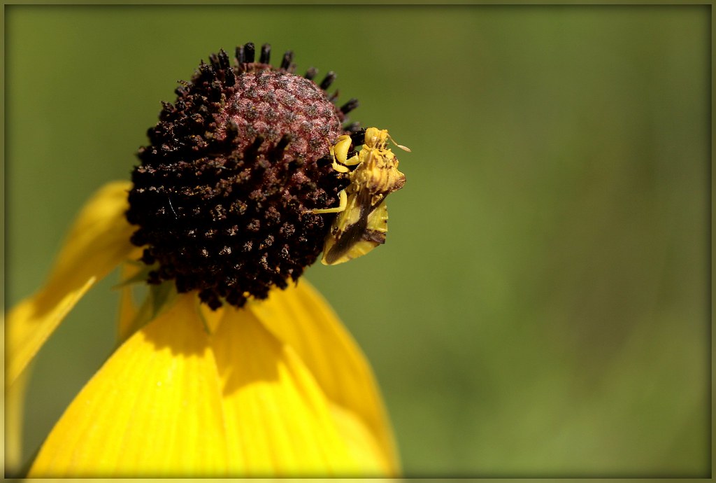 Jagged Ambush Bug on Prairie Coneflower | Genus Phymata | Alicia Lynn ...