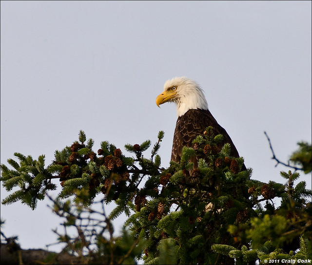 Bald Eagle perched on tree @ Deception Pass (WA)
