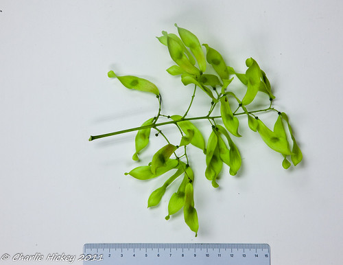 tree pennsylvania berkscounty treeofheaven ailanthusaltissima simaroubaceae sapindales j409 kaerchercreekpark amillswingle rb703
