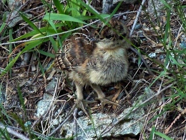 Sooty Grouse Chick