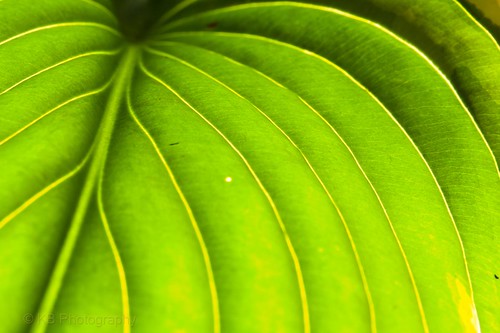 summer plant green nature lines garden landscape leaf flickr flash crop veins backlit hosta leading facebook