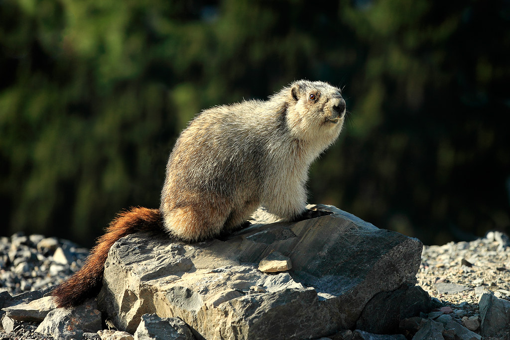 Yellow-Bellied Marmot | ...otherwise known as a rock chuck, … | Flickr