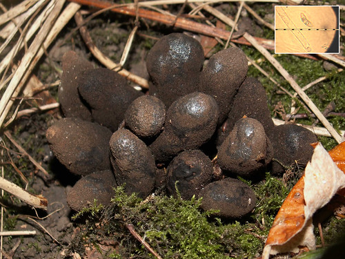 Dead man's Fingers - Xylaria polymorpha | by steve clements1