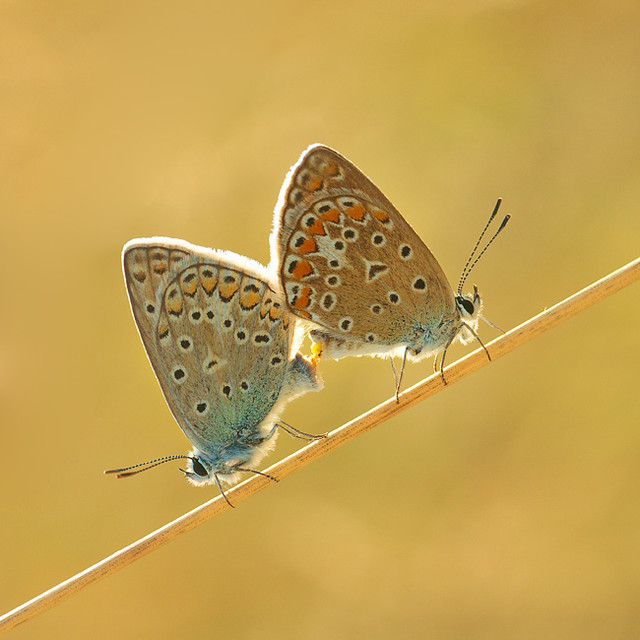 butterfly duo