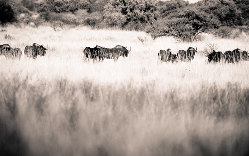 africa bw southafrica safari 100400mm wildebeest elective 2011 mafikeng northwestprovince canon40d mafikenggamereserve
