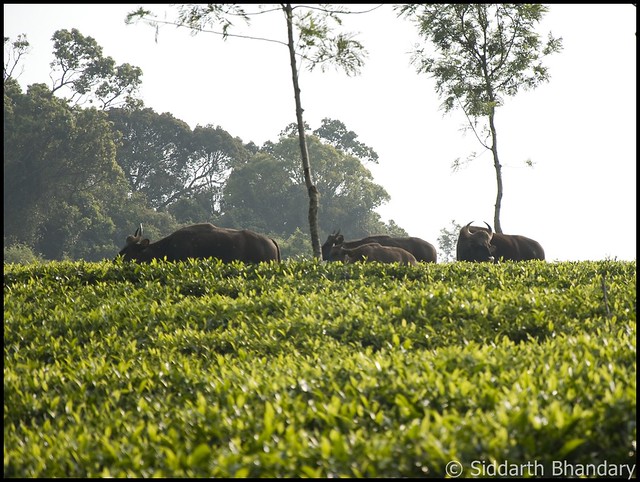 Indian Bison herd in a tea plantation