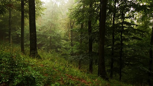 las trees tree forest woods foggy poland polska fantasy polen mgła neverwinter kaszuby pomorze faerun mglisty