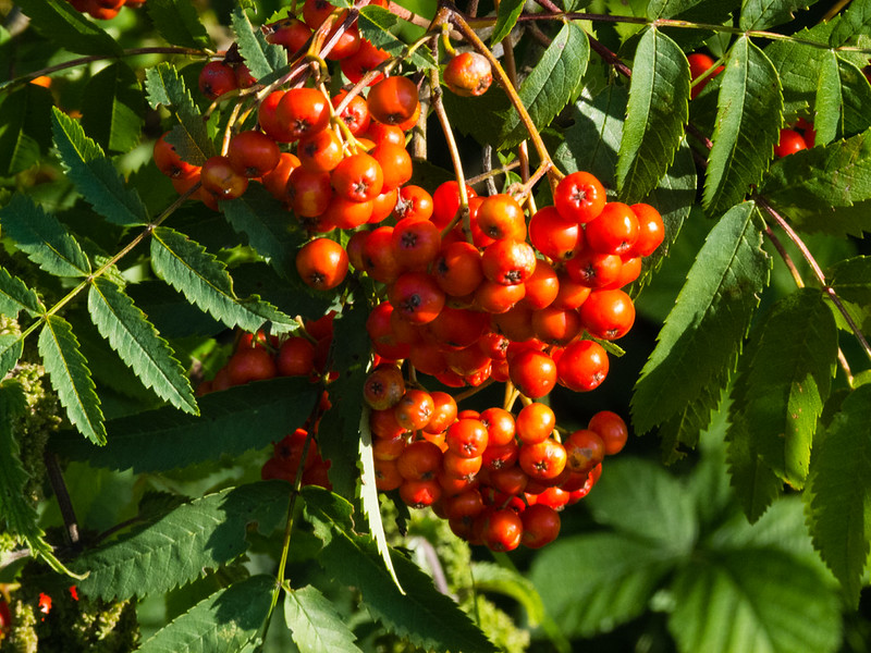 Red rowan berries