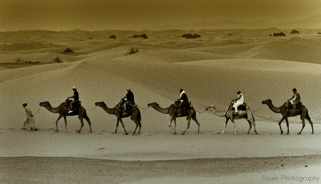 Travelling with Camels X