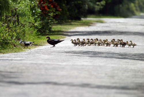 Muscovy Duck Family