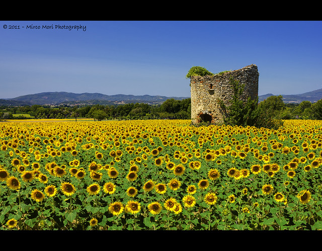SUNFLOWERS AND OLD TOWER