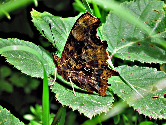 Coma Butterfly - Polygonia c-album
