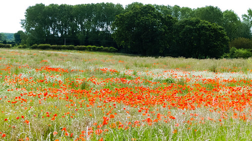 Poppies in a field near Tong