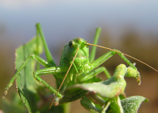 Tettigonia viridissima - Great green bush-cricket - Grande sauterelle verte (♂) - 10/07/11