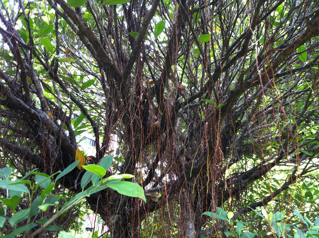 Vine Tree | shafffle | Flickr