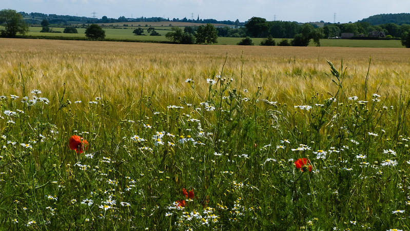 Wildflowers by a field of ripening barley