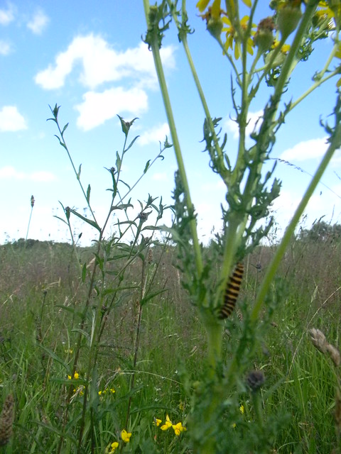 Cinnabar moth caterpillar On ragwort. Merstham to Tattenham Corner