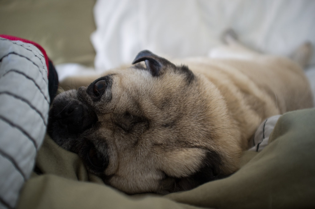 Pug dog Chino sleeping comfortably nestled in soft bedding with his wrinkled brow resting on sheets.
