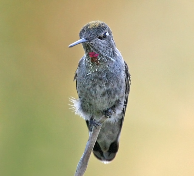 Sweet Anna's Hummingbird
