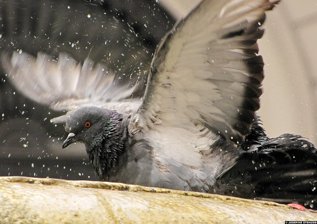 20110607_035 Pigeon bathing in a fountain | Campo dei Fiori, Rome, Italy