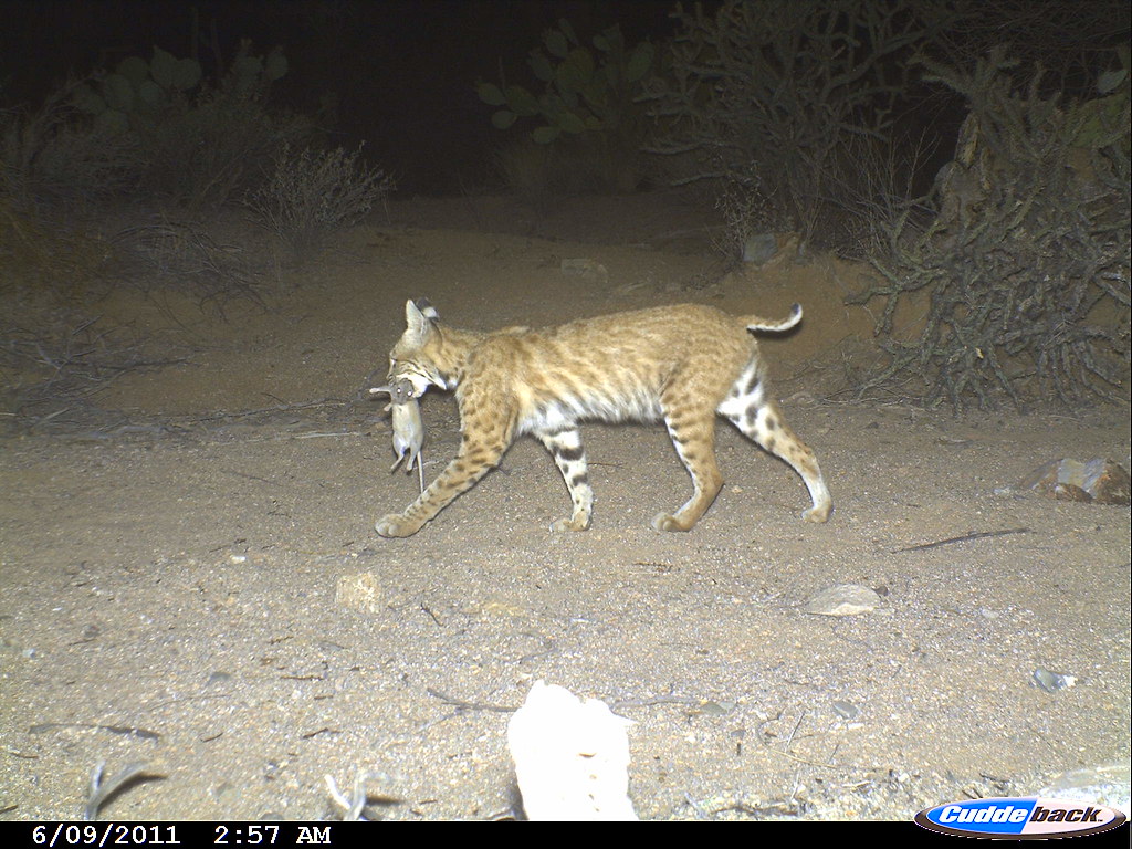 Lynx_rufus_and_Neotoma_albigula_051911_FOSc1 | Saguaro National Park ...