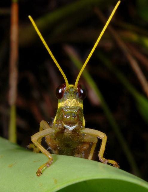 Yellow-banded grasshopper