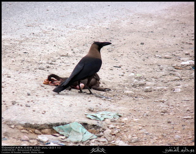 House Crow, Corvus splendens subsp. zugmayeri, Eating a Cat in Al Saadah, Salalah, Dhofar