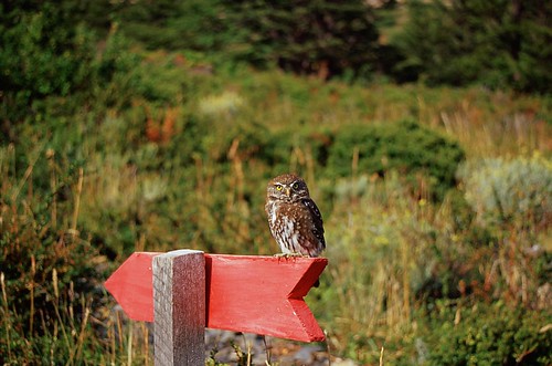 An owl at Torres Del Paine park, Paragonia, Chile | by adamatan
