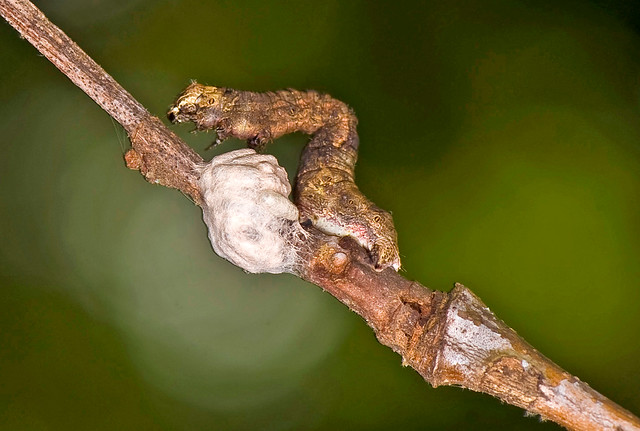 Parasitized Zombie Caterpillar Guarding Wasp Pupae