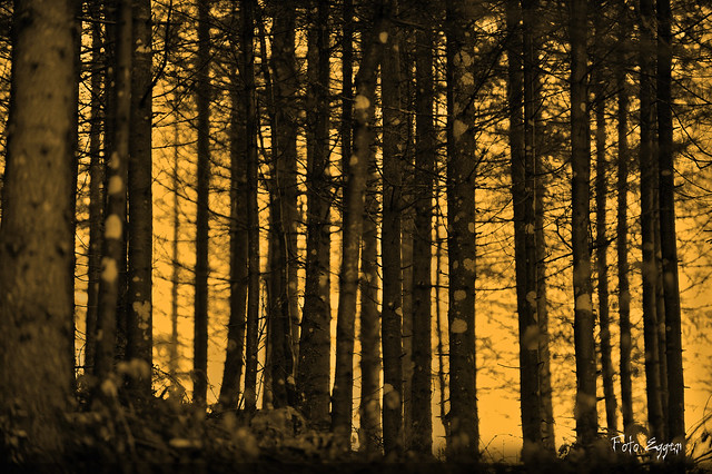 Orange Forest (c) Bernard Egger :: rumoto images 9182