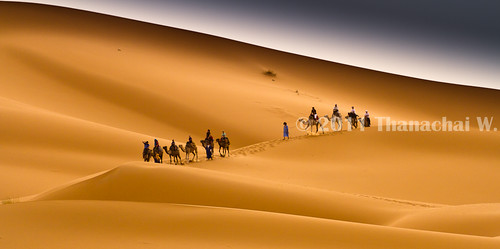 voyage africa travelling sahara sand desert dunes dune sable riding camel morocco journey maroc maghreb camels afrique désert merzouga nomade dromadaire chameau ergchebbi chameaux dromadaires المغرب saharaoui เดินทาง المملكةالمغربية ทราย แอฟริกา المغرب‎ โมร็อกโก ทะเลทราย อูฐ กองทราย ขี่ ขี่อูฐ ซาฮารา