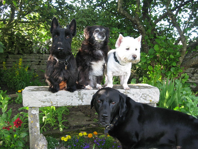 The Gang in the Garden