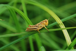 Differential Grasshopper (Melanoplus differntialis) | Flickr