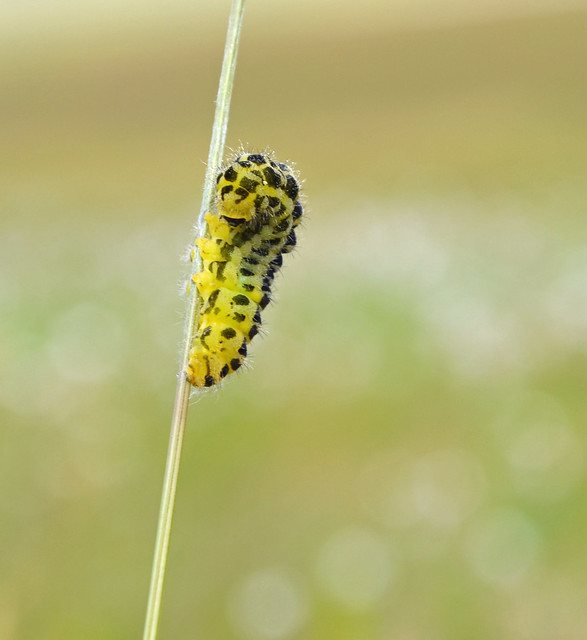 Burnet caterpillar (Zygaena sp)