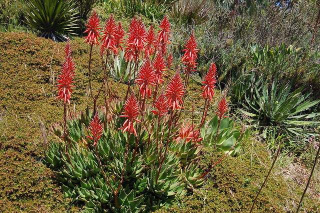 Aloe floweriness