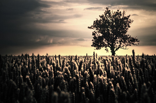 The Crowd by JLM Photography., sunset tree field evening corn farm wheat meadow maize