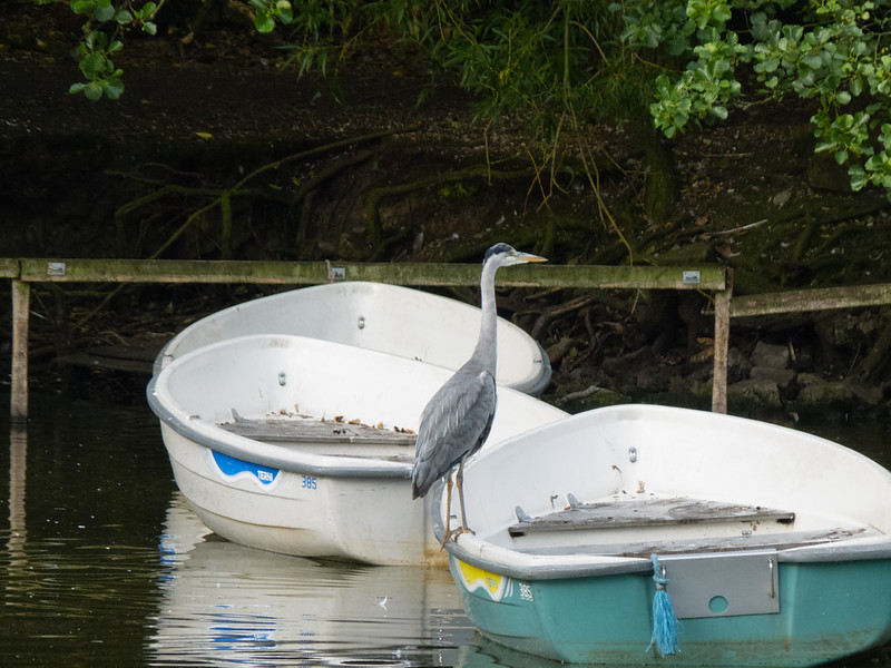 Heron, Boating Lake, West Park