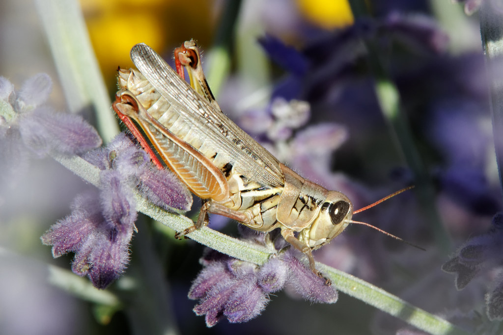 Grasshopper in the lavender | I love the details of this ...