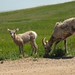 bad sheep