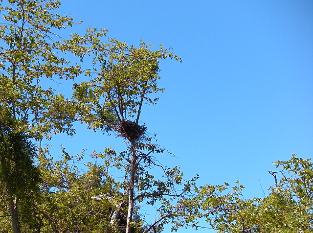 Huge Bird Nest